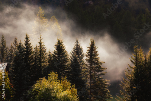 Soft clouds of humidity rising from the alpine forest after a rainy night.