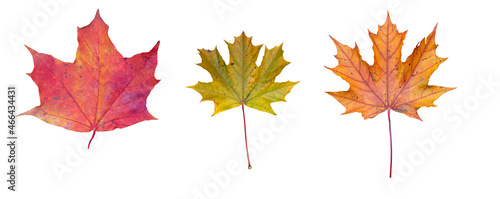 Texture autumn leaves on white background 3 three leaves pack red orange green clipping mask