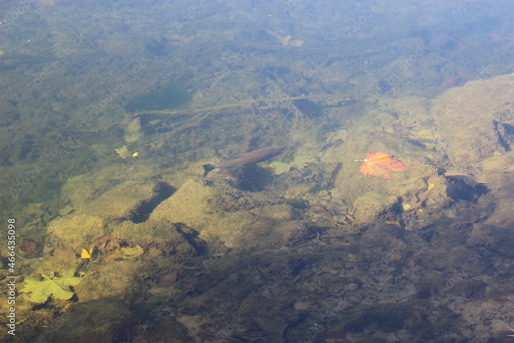 Une truite nageant tranquillement dans la Loue à Quingey