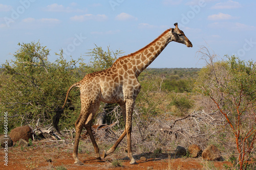 Giraffe   Giraffe   Giraffa camelopardalis