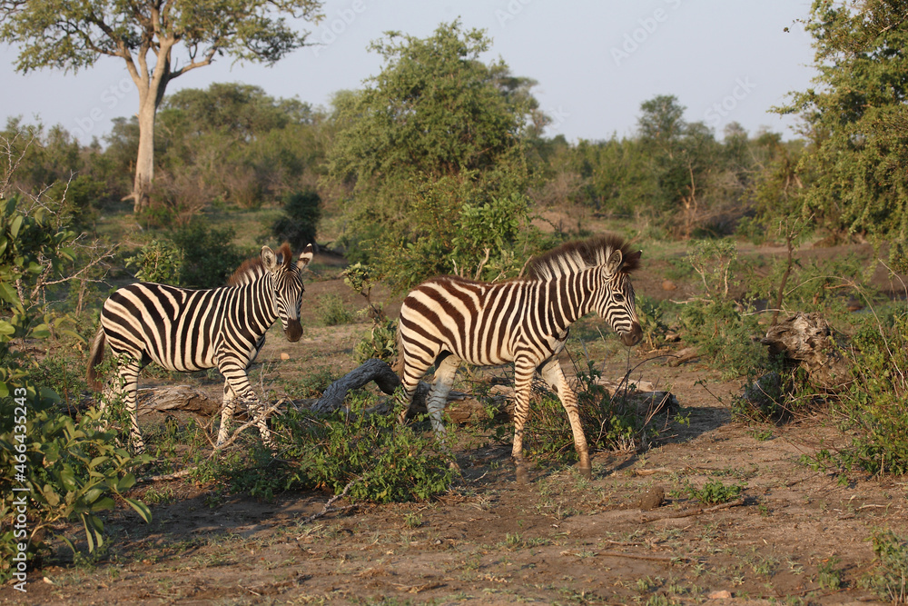 Obraz premium Steppenzebra / Burchell's zebra / Equus burchellii.