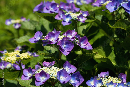 Purple hydrangea flowers in the garden