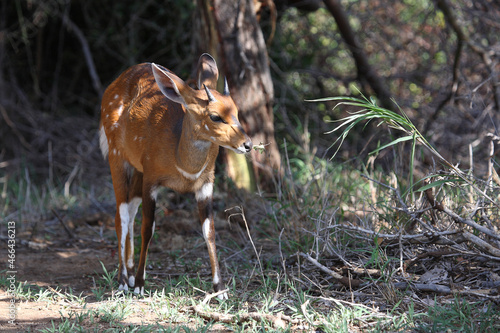 Buschbock / Bushbuck / Tregelaphus scriptus. photo