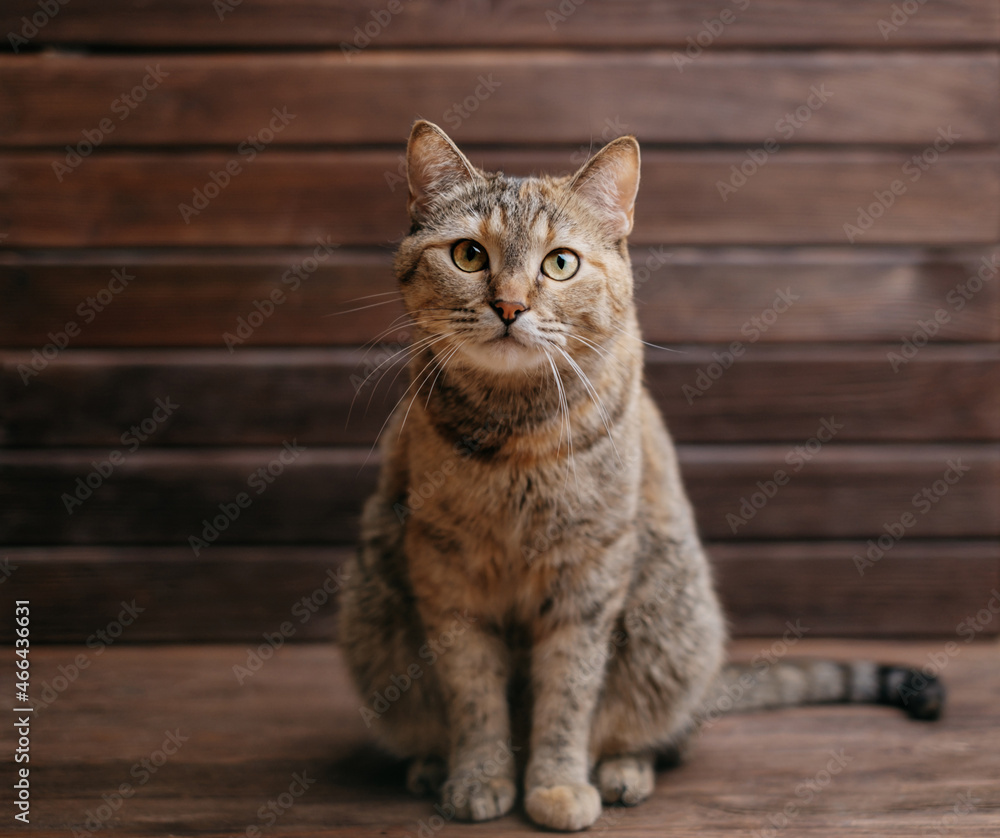 Curious ginger cat looks at the camera on a wooden background.