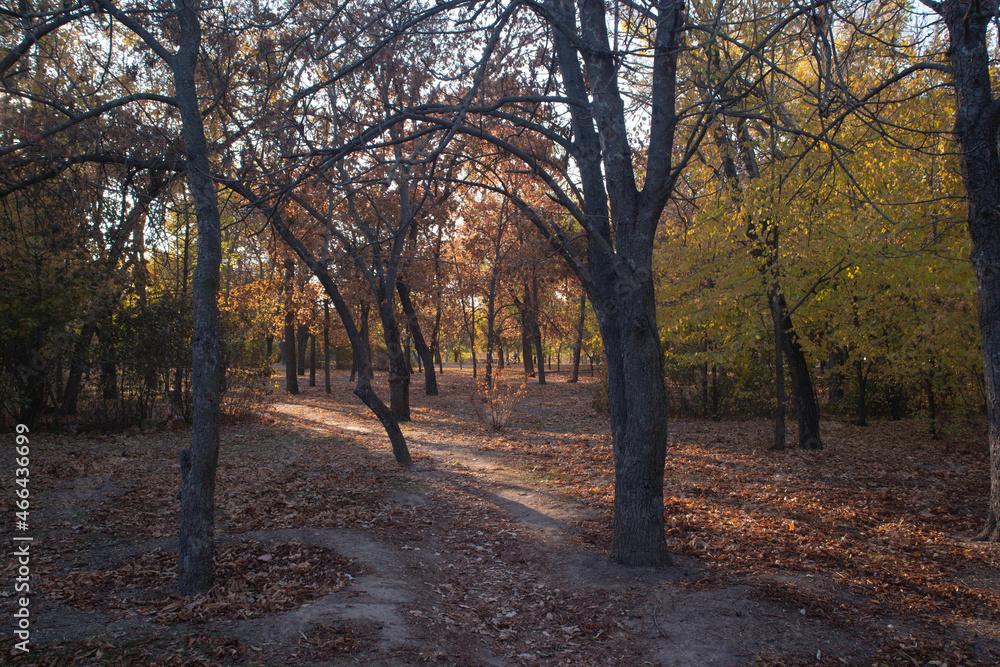 Fototapeta premium autumn in the forest