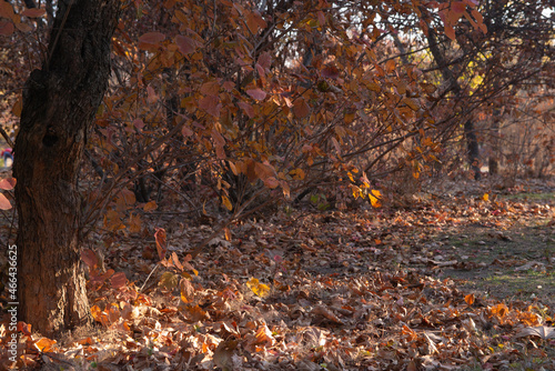 autumn leaves in the forest