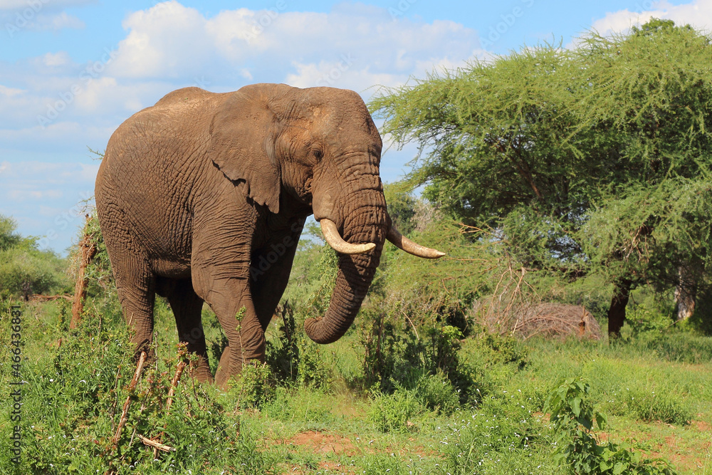 Fototapeta premium Afrikanischer Elefant / African elephant / Loxodonta africana