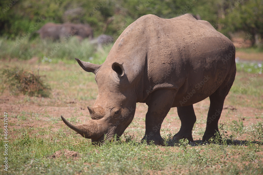 Obraz premium Breitmaulnashorn / Square-lipped rhinoceros / Ceratotherium Simum