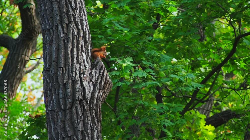 A red squirrel holds a nut in its paws while sitting on a tree branch. The animal world. The world of wild nature. A red squirrel holds a nut in its paws while sitting on a tree branch. The animal world. The world of wild nature.