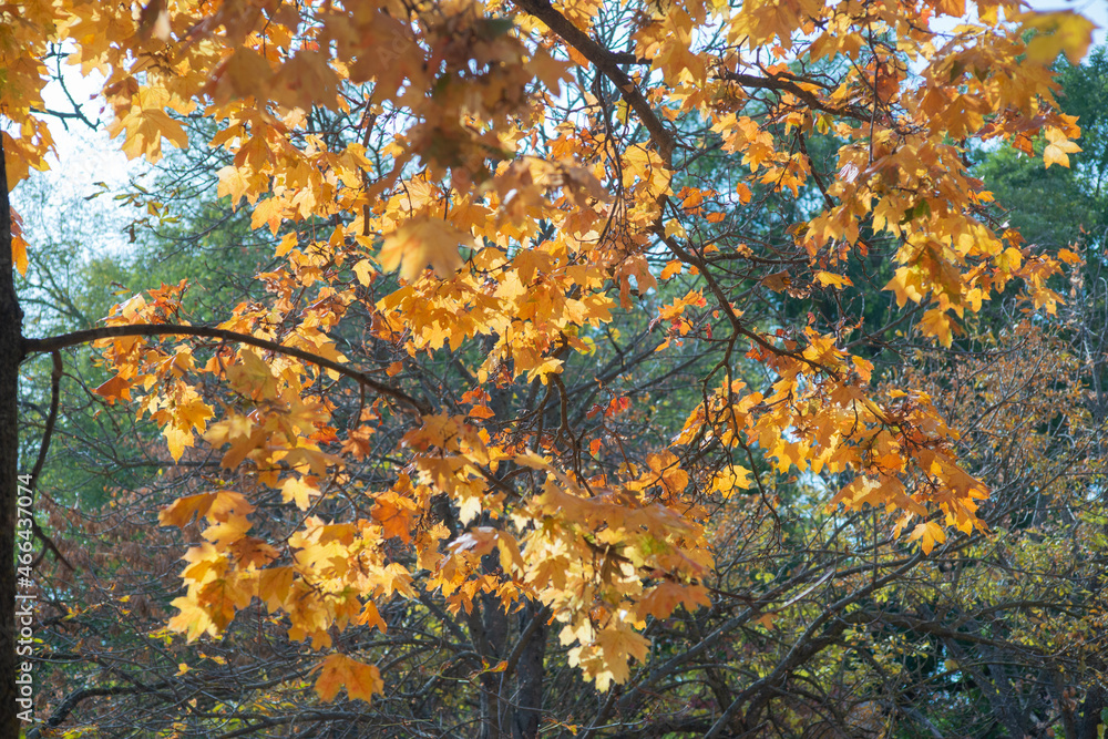 autumn leaves in the park