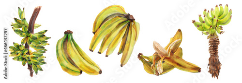 Set of ripe bananas  and bananas on a tree isolated on white background. Hand drawn  Watercolor botanical illustration