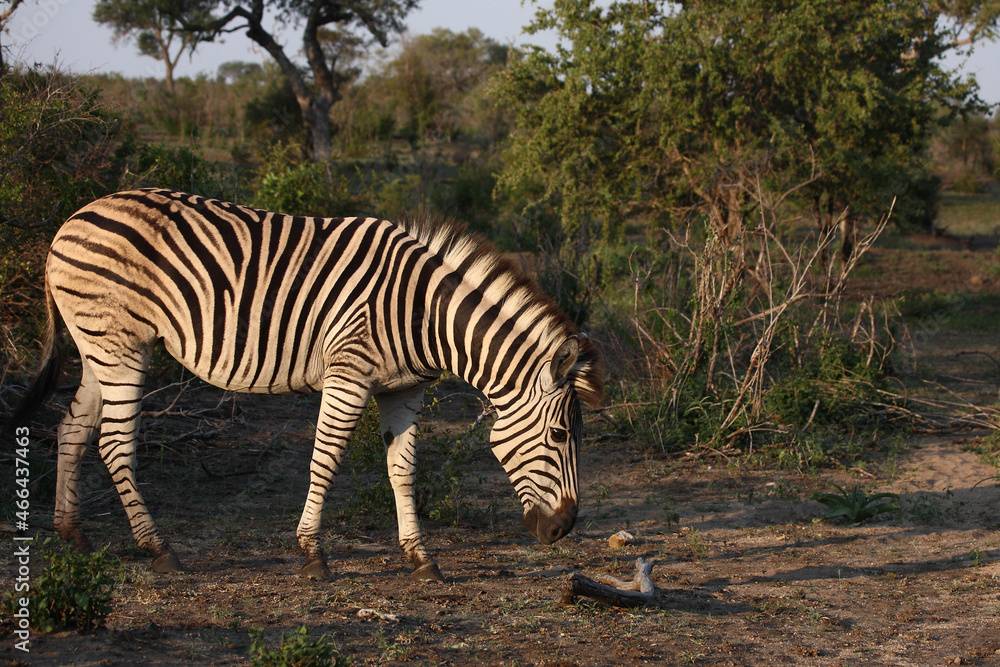 Fototapeta premium Steppenzebra / Burchell's zebra / Equus burchellii