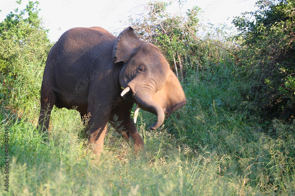 Fototapeta premium Afrikanischer Elefant / African elephant / Loxodonta africana