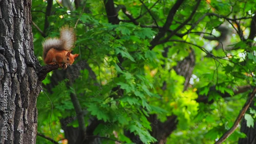 The red squirrel is worried, fingering his paws, sitting on a short branch of a tree. The animal world. The world of wild nature. The red squirrel is worried, fingering his paws, sitting on a short branch of a tree. The animal world. The world of wild nature.