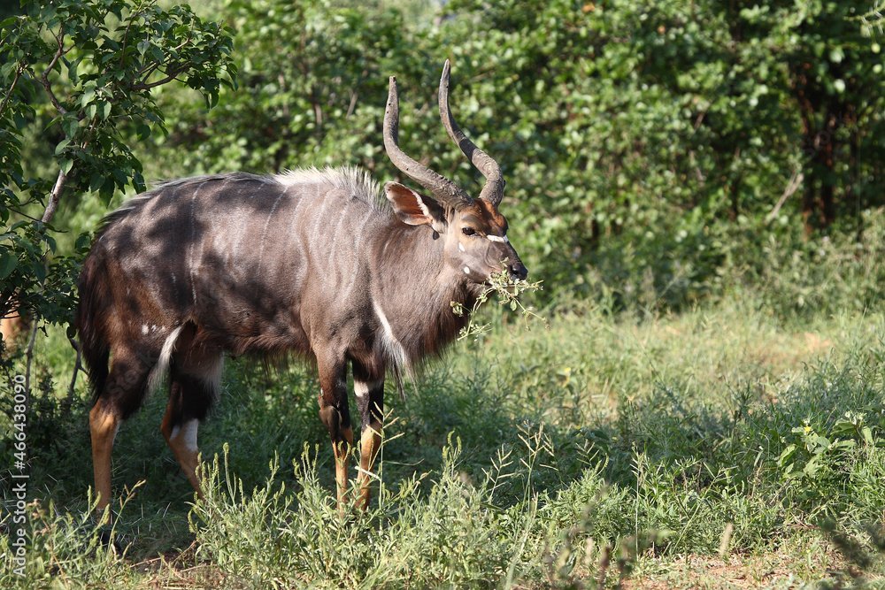 Nyala / Nyala / Tragelaphus angasii. Nyala / Nyala / Tragelaphus angasii.