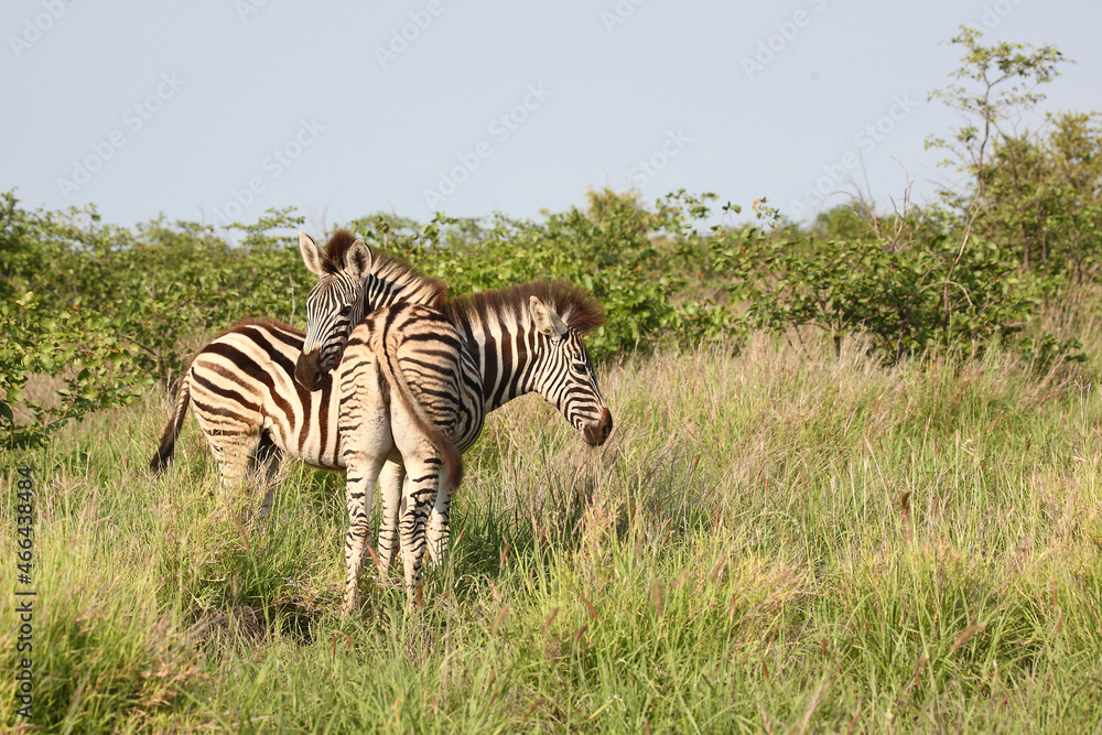 Obraz premium Steppenzebra / Burchell's zebra / Equus burchellii..