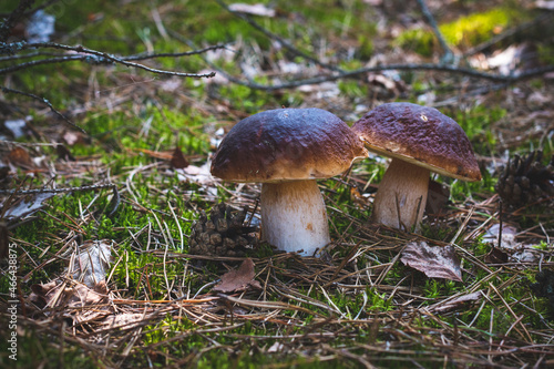 two edible porcini mushrooms grows