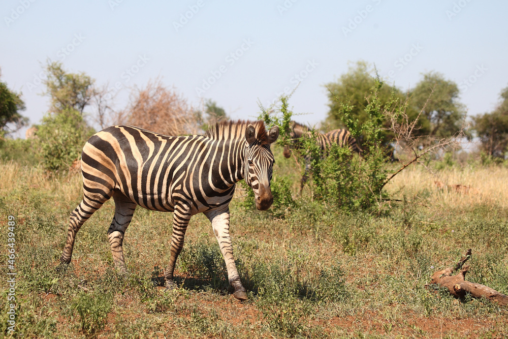 Fototapeta premium Steppenzebra / Burchell's zebra / Equus burchellii