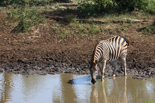 Steppenzebra   Burchell s zebra   Equus burchellii.