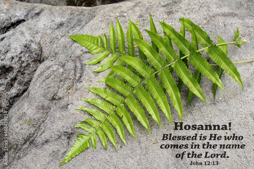 Palm Sunday concept with bible verse quote - Hosanna. Blessed is He who comes in the name of the Lord. John 12:13. With two green palm or fern leaves on a gray stone background. Happy Palm Sunday. photo