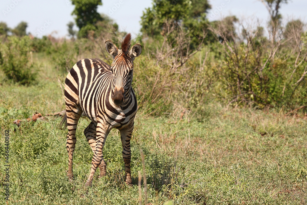 Obraz premium Steppenzebra / Burchell's zebra / Equus burchellii.