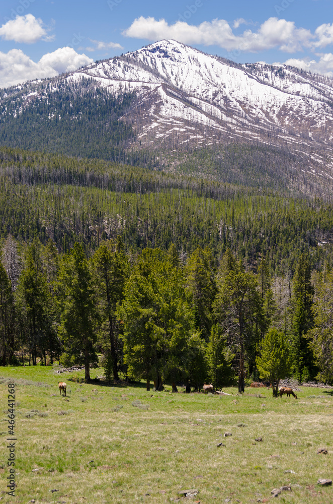 nature landscape with snow on june in Yellowstone National Park on summer in Wyoming