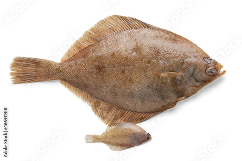 Fresh whole raw common dab fish and baby fish isolated on white background 