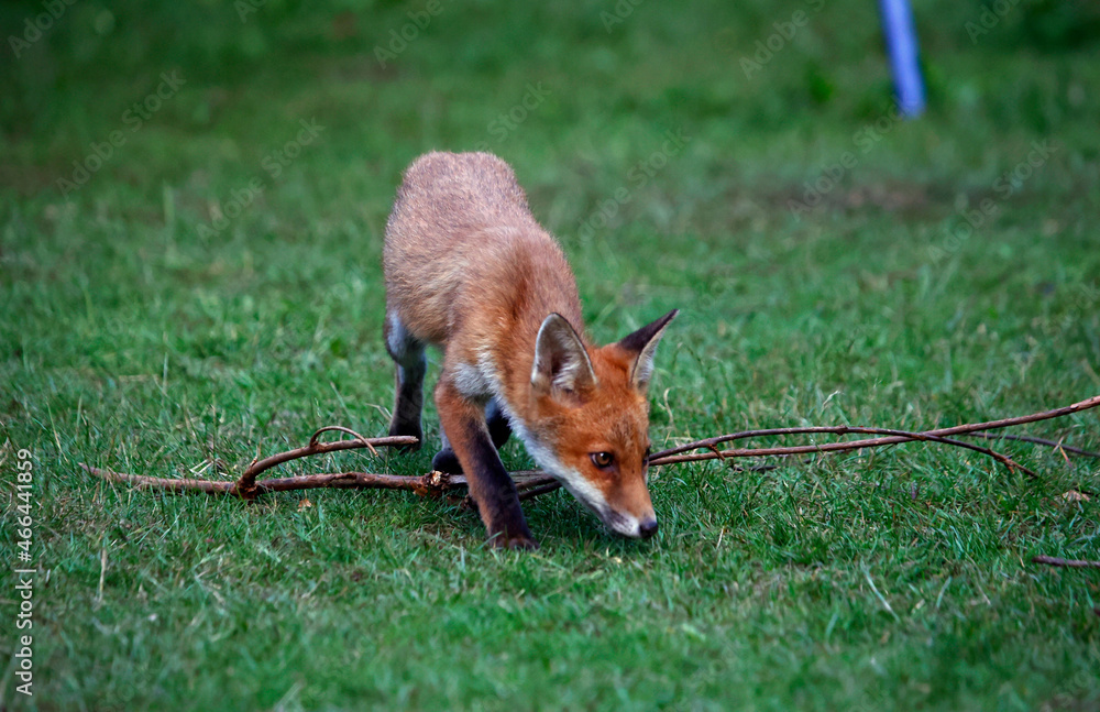 Fototapeta premium Urban fox cubs exploring the garden