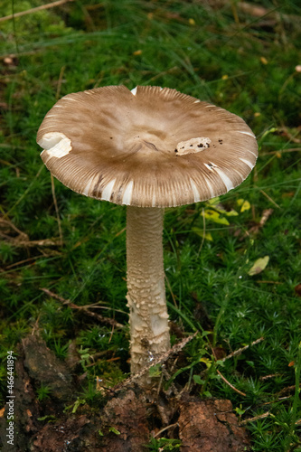 Un champignon dans la forêt en automne
