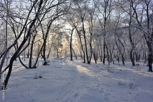 Winter Siberian forest, Omsk region © alekskai