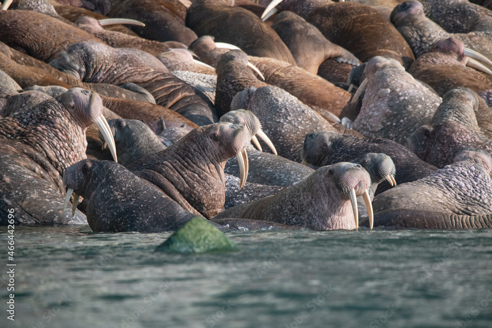 Fototapeta premium Walrus in the Arctic