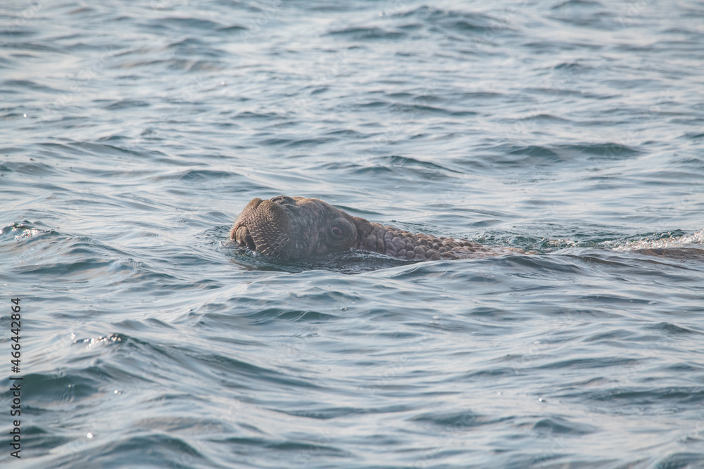 Fototapeta premium Walrus in the Arctic