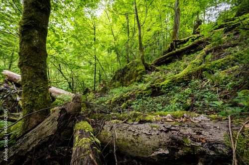 Unberührter Naturschutz Wald mit Moosigem Unterholz
