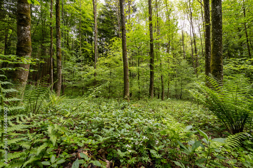 Mischwald Lichtung mit Farnen Mischwald Lichtung mit Farnen