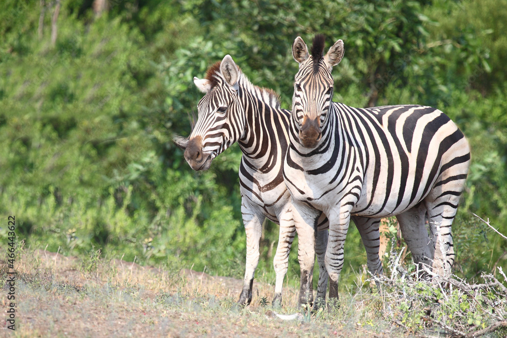 Steppenzebra / Burchell's zebra / Equus burchellii Steppenzebra / Burchell's zebra / Equus burchellii