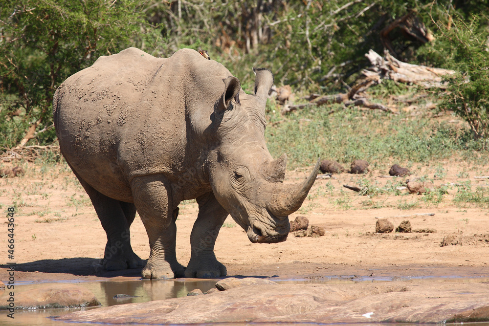 Fototapeta premium Breitmaulnashorn und Rotschnabel-Madenhacker / Square-lipped rhinoceros and Red-billed oxpecker / Ceratotherium simum et Buphagus erythrorhynchus