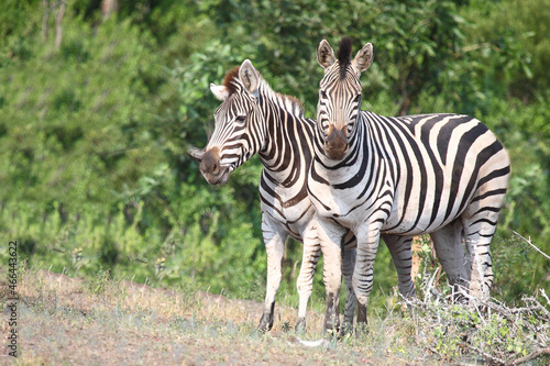 Steppenzebra   Burchell s zebra   Equus burchellii