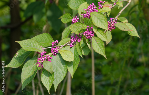 Chinesische Schönfrucht oder Liebesperlenstrauch(Callicarpa giraldii) photo