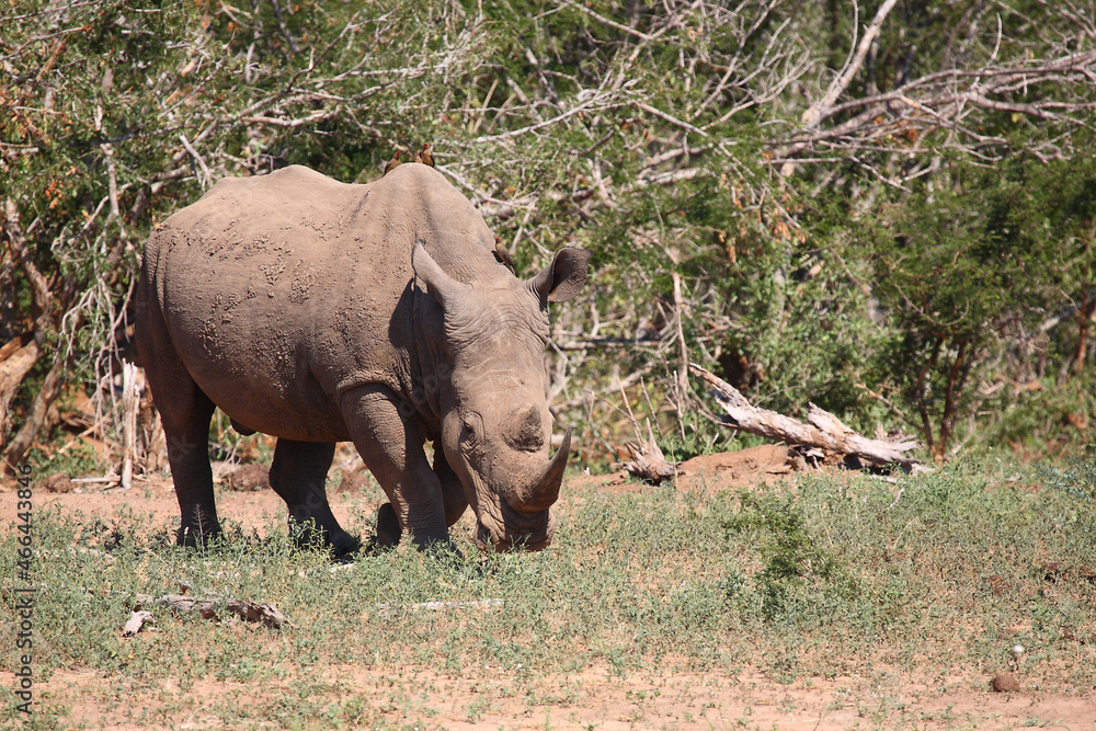 Obraz premium Breitmaulnashorn und Rotschnabel-Madenhacker / Square-lipped rhinoceros and Red-billed oxpecker / Ceratotherium simum et Buphagus erythrorhynchus