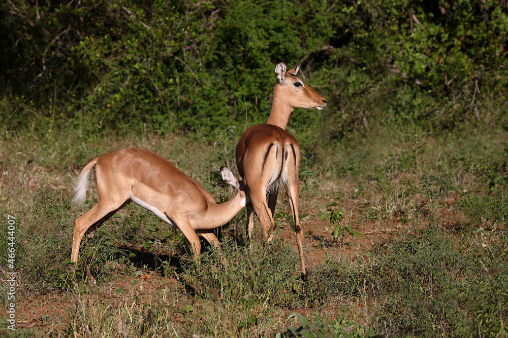 Schwarzfersenantilope / Impala / Aepyceros melampus Schwarzfersenantilope / Impala / Aepyceros melampus