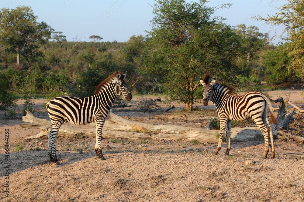 Obraz premium Steppenzebra / Burchell's zebra / Equus burchellii.