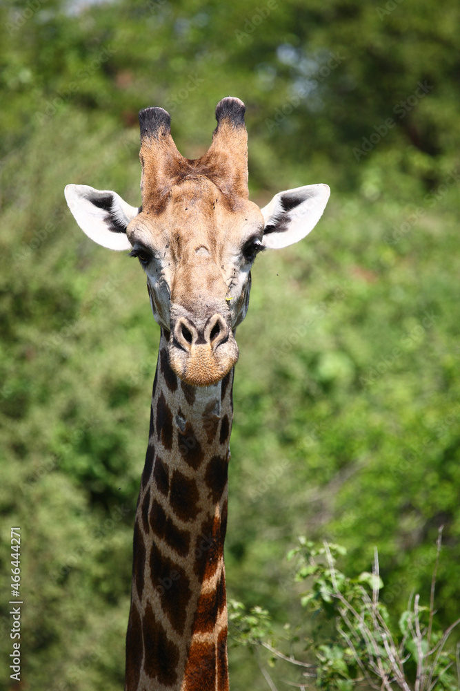 Giraffe / Giraffe / Giraffa camelopardalis Giraffe / Giraffe / Giraffa camelopardalis