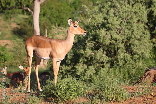 Schwarzfersenantilope   Impala   Aepyceros melampus