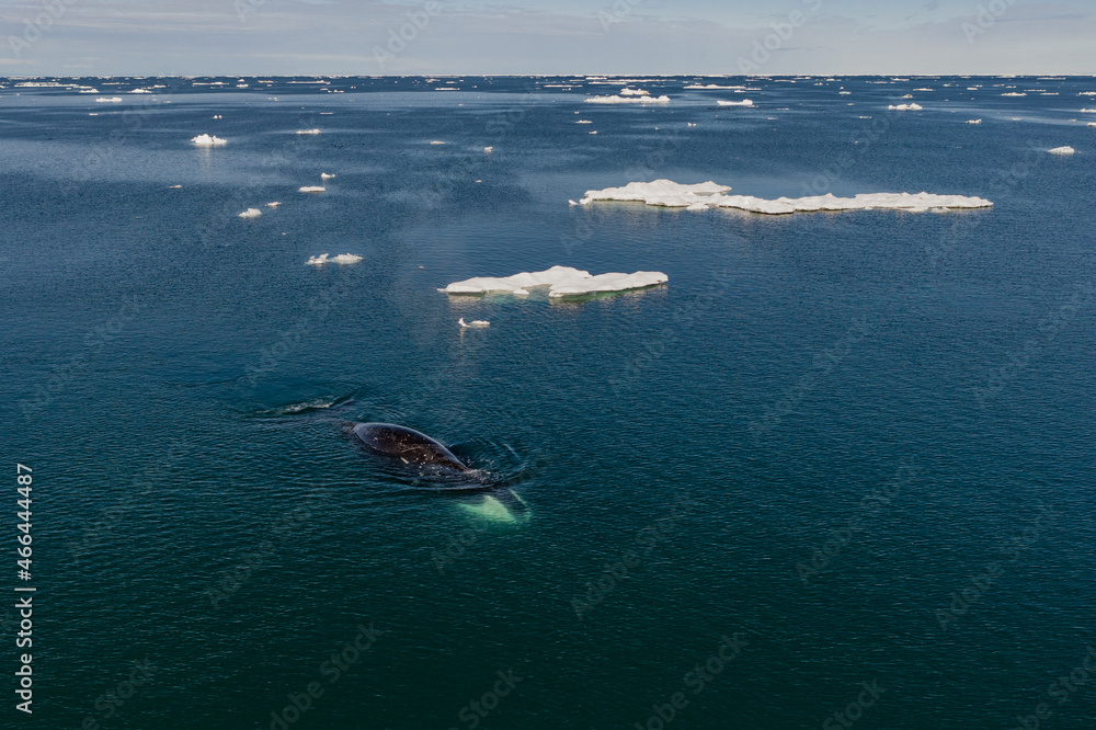 Bowhead whales in the Arctic ice fileds