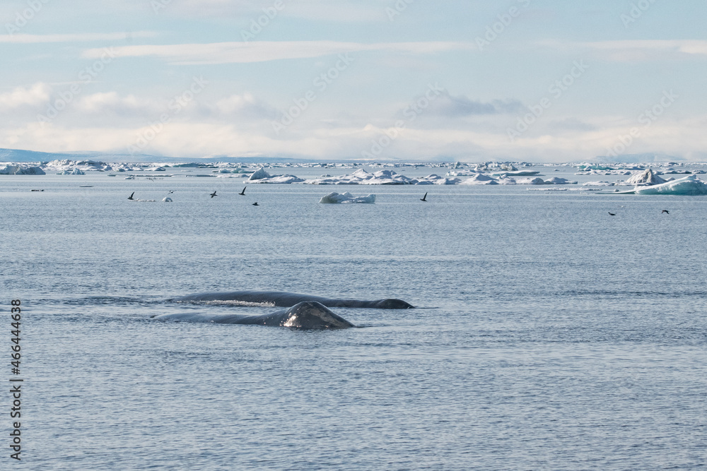 Bowhead whales in the Arctic ice fileds Bowhead whales in the Arctic ice fileds