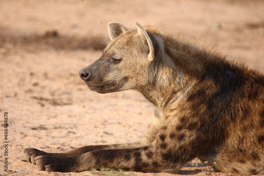 Tüpfelhyäne / Spotted hyaena / Crocuta crocuta.. Tüpfelhyäne / Spotted hyaena / Crocuta crocuta..