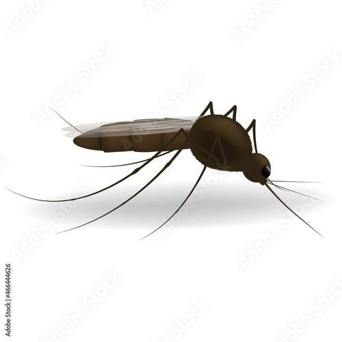 Realistic illustration of a mosquito. Insect. Realistic mosquito. Design of graphic source for healthcare of fever that mosquito is transmitter