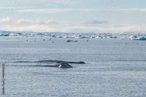 Bowhead whales in the Arctic ice fileds