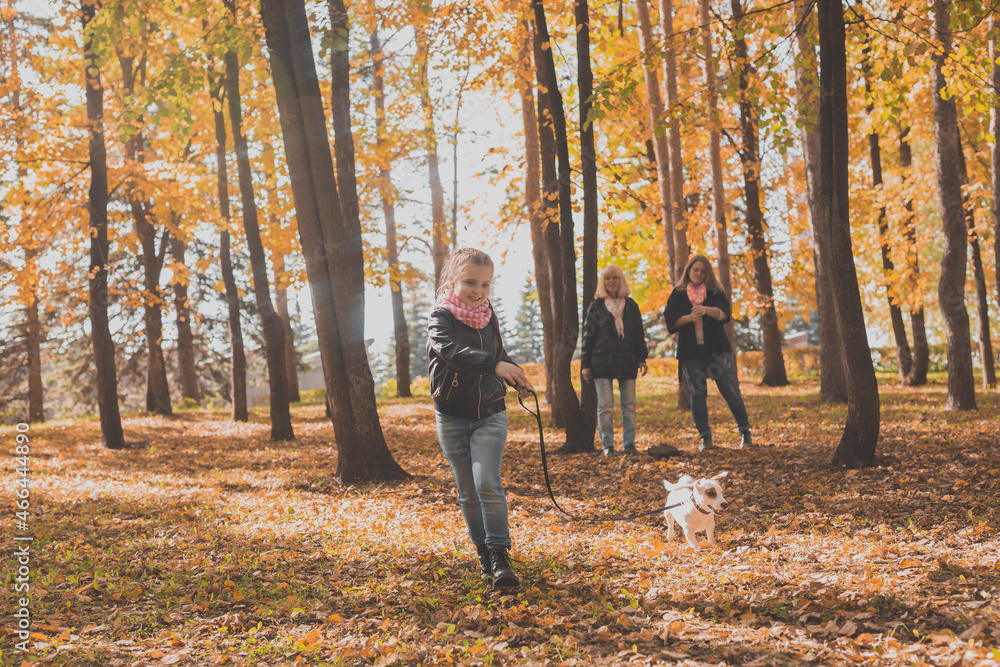 Fototapeta premium Little girl running with her dog jack russell terrier among autumn leaves. Mother and grandmother walks behind