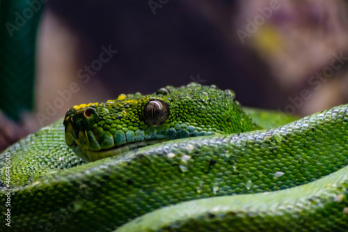 Selective focus shot of a green python photo